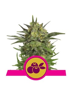 ROYAL QUEEN SEEDS - Haze Berry - 1