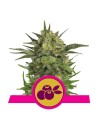 ROYAL QUEEN SEEDS - Haze Berry - 1