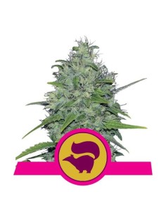 ROYAL QUEEN SEEDS - Skunk XL - 1