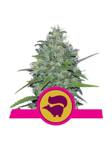 ROYAL QUEEN SEEDS - Skunk XL - 1