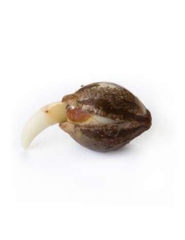 ROYAL QUEEN SEEDS - Skunk XL - 3