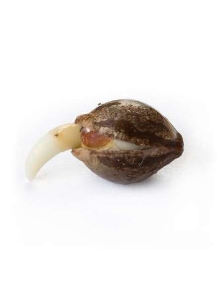 ROYAL QUEEN SEEDS - Skunk XL - 3