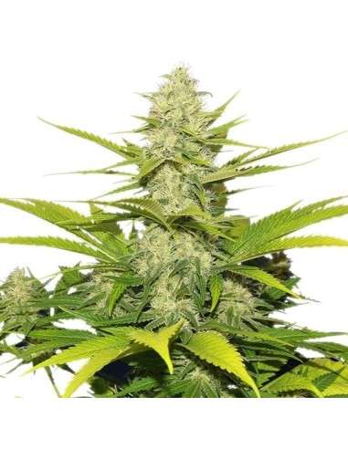 ROYAL QUEEN SEEDS - Skunk XL - 4