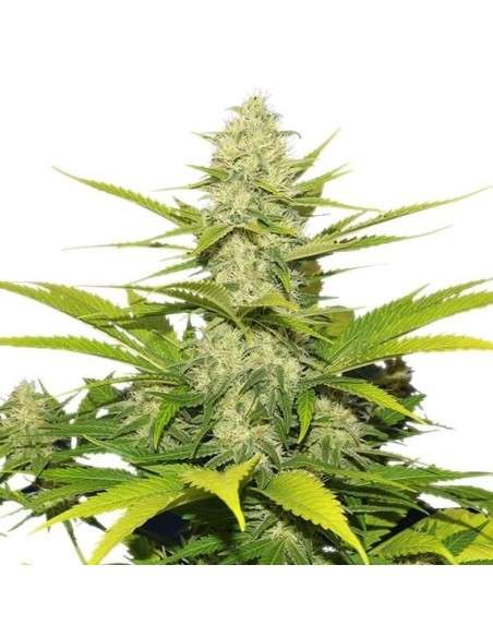 ROYAL QUEEN SEEDS - Skunk XL - 4