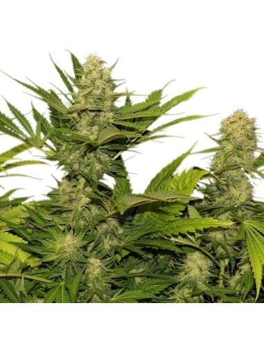ROYAL QUEEN SEEDS - Skunk XL - 5