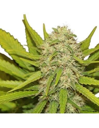 ROYAL QUEEN SEEDS - Skunk XL - 6