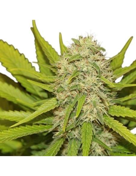 ROYAL QUEEN SEEDS - Skunk XL - 6