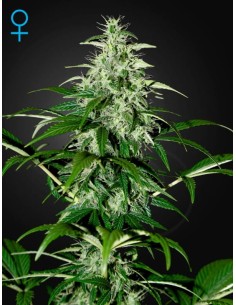 GREEN HOUSE SEEDS - Kalashnikova Automatic - 1