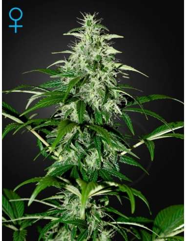 GREEN HOUSE SEEDS - Kalashnikova Automatic - 1