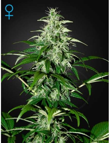 GREEN HOUSE SEEDS - Kalashnikova Automatic - 1