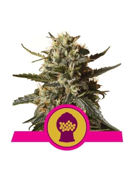 ROYAL QUEEN SEEDS - Bubblegum XL - 1