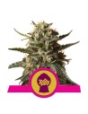 ROYAL QUEEN SEEDS - Bubblegum XL - 1