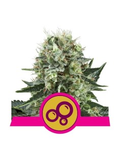 ROYAL QUEEN SEEDS - Bubble Kush - 1