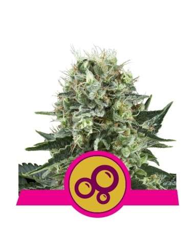 ROYAL QUEEN SEEDS - Bubble Kush - 1