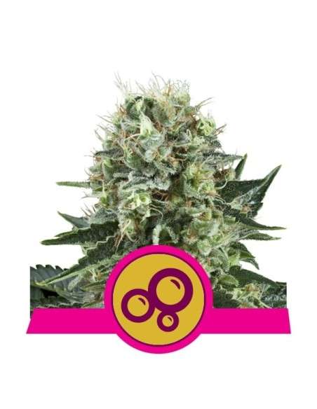 ROYAL QUEEN SEEDS - Bubble Kush - 1