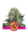 ROYAL QUEEN SEEDS - Bubble Kush - 1