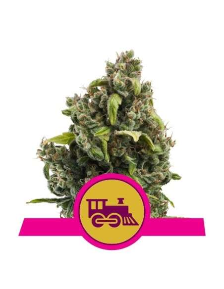 ROYAL QUEEN SEEDS - Candy Kush Express (Fast Flowering) - 1