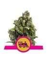ROYAL QUEEN SEEDS - Candy Kush Express (Fast Flowering) - 1