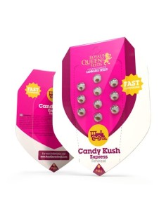 ROYAL QUEEN SEEDS - Candy Kush Express (Fast Flowering) - 1 2