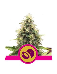 ROYAL QUEEN SEEDS - Somango XL - 1