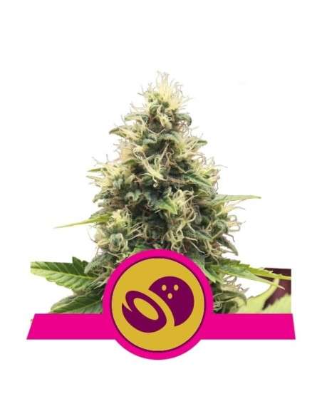 ROYAL QUEEN SEEDS - Somango XL - 1