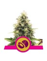 ROYAL QUEEN SEEDS - Somango XL - 1