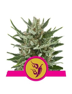 ROYAL QUEEN SEEDS - Speedy Chile (Fast Version) - 1