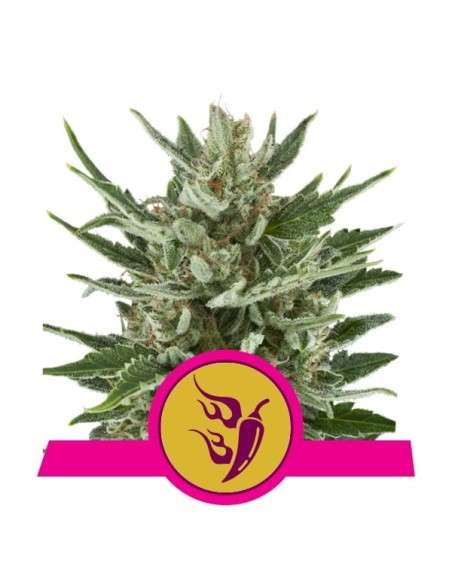 ROYAL QUEEN SEEDS - Speedy Chile (Fast Version) - 1