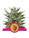 ROYAL QUEEN SEEDS - Speedy Chile (Fast Version) - 1