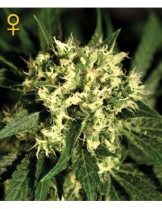 GREEN HOUSE SEEDS - Kalashnikova Automatic - 1 2