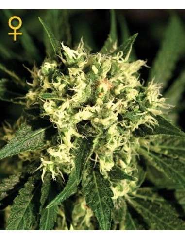 GREEN HOUSE SEEDS - Kalashnikova Automatic - 2