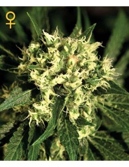 GREEN HOUSE SEEDS - Kalashnikova Automatic - 2
