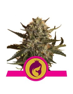 ROYAL QUEEN SEEDS - Royal Madre - 1