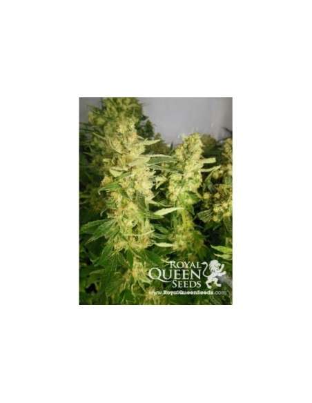 ROYAL QUEEN SEEDS - Royal Madre - 3