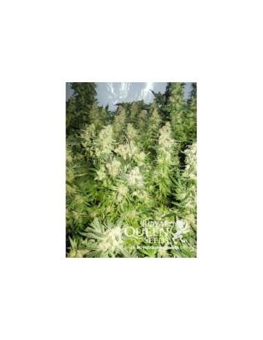 ROYAL QUEEN SEEDS - Royal Madre - 4