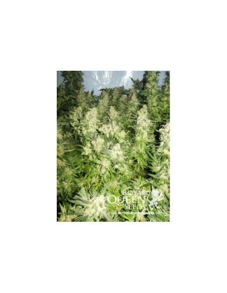ROYAL QUEEN SEEDS - Royal Madre - 4