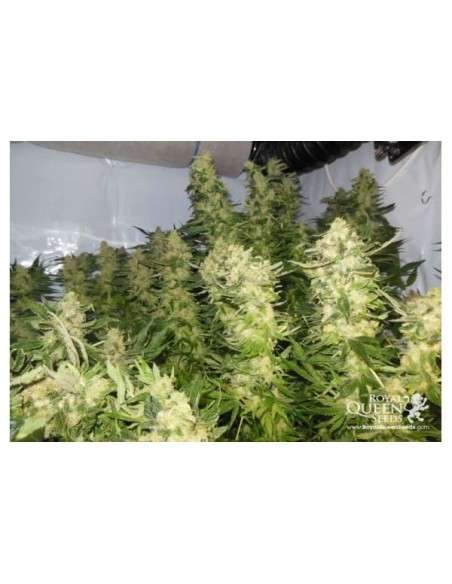 ROYAL QUEEN SEEDS - Royal Madre - 6