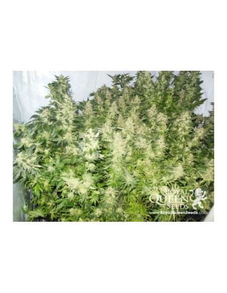 ROYAL QUEEN SEEDS - Royal Madre - 7