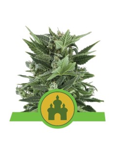 ROYAL QUEEN SEEDS - Royal Kush Automatic - 1