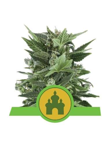 ROYAL QUEEN SEEDS - Royal Kush Automatic - 1