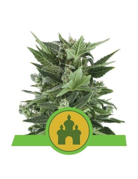 ROYAL QUEEN SEEDS - Royal Kush Automatic - 1