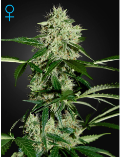 GREEN HOUSE SEEDS - Northern Light Auto - 1