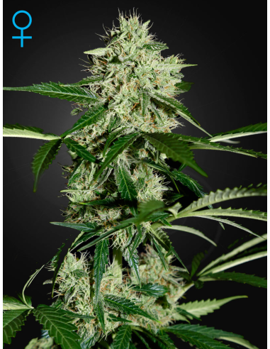 GREEN HOUSE SEEDS - Northern Light Auto - 1
