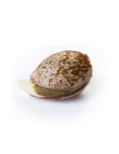 ROYAL QUEEN SEEDS - Royal Kush Automatic - 3