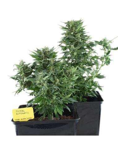ROYAL QUEEN SEEDS - Royal Kush Automatic - 4