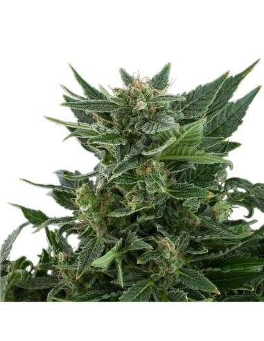 ROYAL QUEEN SEEDS - Royal Kush Automatic - 5