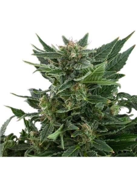 ROYAL QUEEN SEEDS - Royal Kush Automatic - 5
