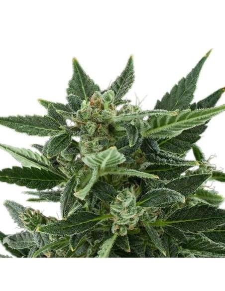 ROYAL QUEEN SEEDS - Royal Kush Automatic - 6