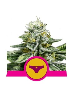 ROYAL QUEEN SEEDS - Sherbet Queen - 1