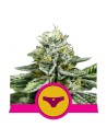 ROYAL QUEEN SEEDS - Sherbet Queen - 1
